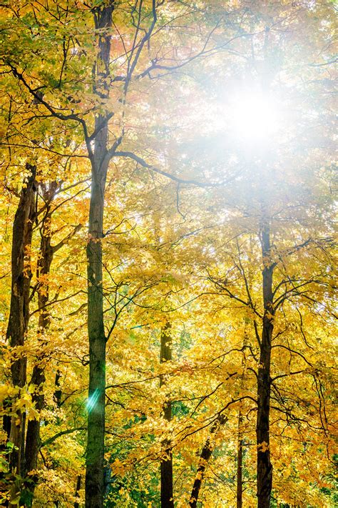 Goodbye daylight saving time, hello one more hour of sleep. Fall .